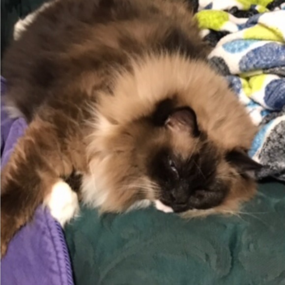 Christmas santa Mickey 23” motion Mickey Mouse vintage electronic - Picture 6 of 15